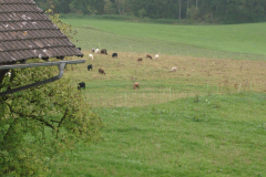kleine Schafe