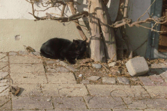 Kater Blacky schlummert in der Sonne
