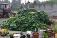 Unser Kompostplatz verwandelt sich in ein Kürbisland