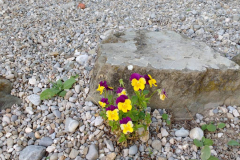 wildes Hornveilchen an der Terrasse