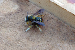 Eine süße Gartenwollbiene, sie ist eine Solitärbiene, eine sogenannte "Wildbiene"