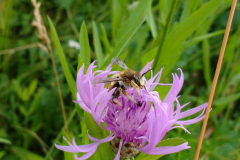 Gartenwollbiene, sie ist eine Solitärbiene, eine sogenannte "Wildbiene"