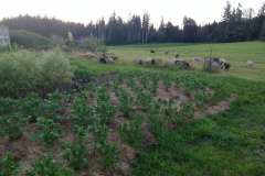 Kartoffelfeld frisch aufgegangen