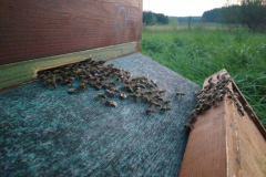 Bienen ziehen in eine neue Beute ein