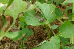 Kartoffelkäfer - hübsch aber gefährlich