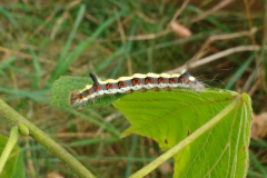 schöne Raupe - was wirst du wohl für ein Schmetterling?