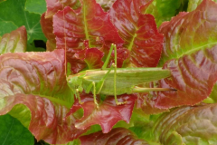 Heupferd im Pflücksalat