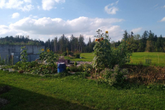 Kartoffelgarten mit Sonnenblumen neben der Kläranlage