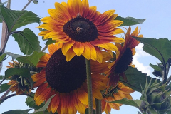 Sonnenblumen mit 2 Bienen