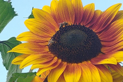 Sonnenblume mit Bienen