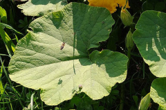 Biene im Anflug auf Kürbisblüte