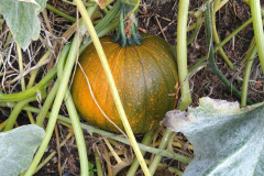 Helloween-Speisekürbis, erst grün dann orange