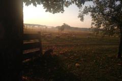 Schafe im Sonnenaufgang