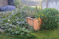 Unser Kompostplatz ist unter wild gewachsenen Kürbispflanzen verschwunden