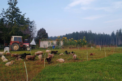Idylle am Hof mit Schlepper, Schafe und Sonnenblumen