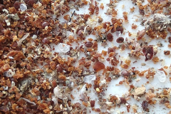 Milben bedrohen die Honigbienen