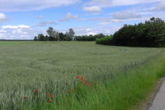 Blick von der Stoffener Straße zum Hof, über ein Getreidefeld mit roten Mohnblumen