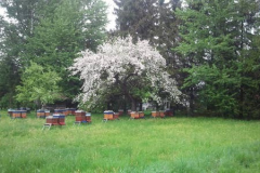 Frühling im Bienengarten