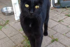 Katze Schwarze Prinzessin