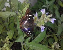 Schmetterling